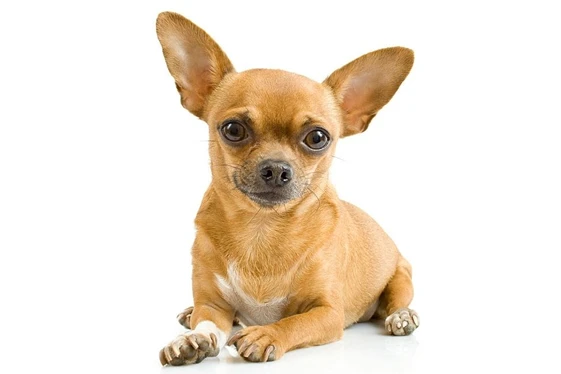 Seguros Broker Chihuahua