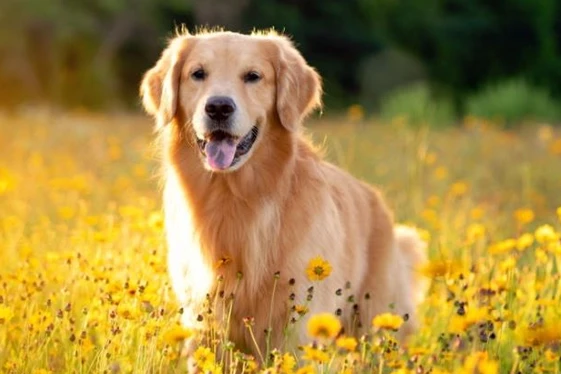 Seguros Broker Golden Retriever