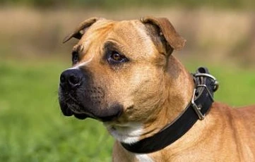 Seguros Broker de Seguros de Staffordshire Bull Terrier